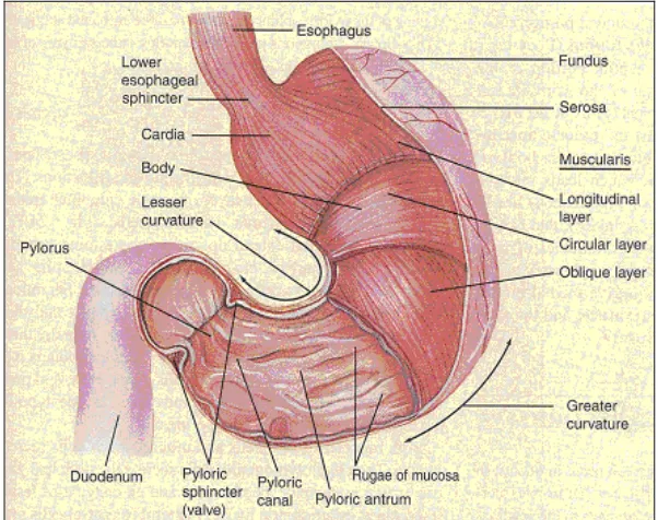 Gambar 1. Anatomi eksternal dan internal lambung mamalia  (Tortora and Grabowski 1996)  