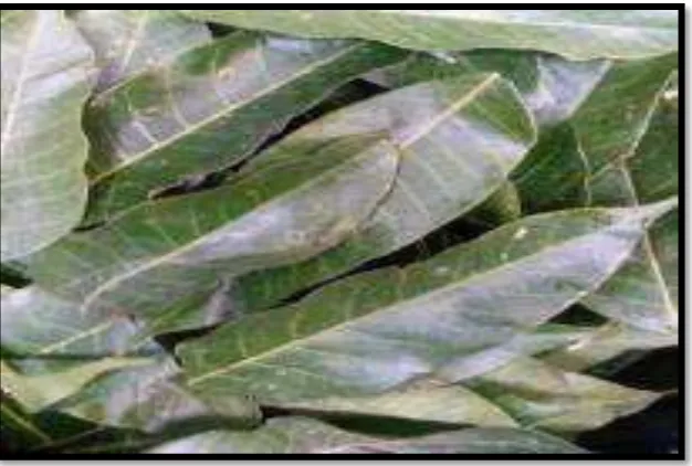 Gambar 1. Gambar daun tanaman kenari (Dokumentasi     penelitian, 2016) 