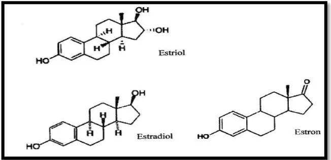 Gambar 3. Struktur kimia estrogen (Guyton, 1995) 