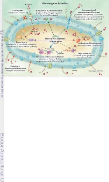 Gambar 1 Mekanisme Resistensi Bakteri Gram Negatif (Peleg dan Hooper 2010)