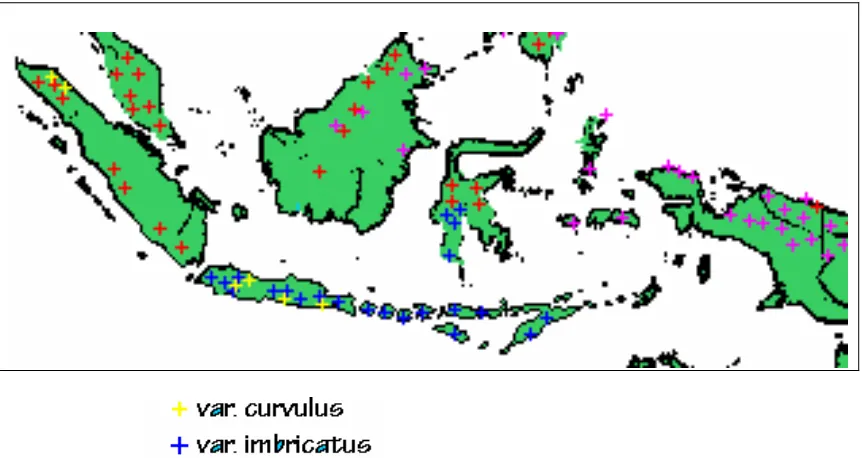Gambar 1  Peta penyebaran varietas D. imbricatus di Indonesia 