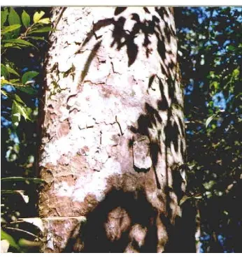 Gambar 2  Pohon Jamuju (D. imbricatus) 
