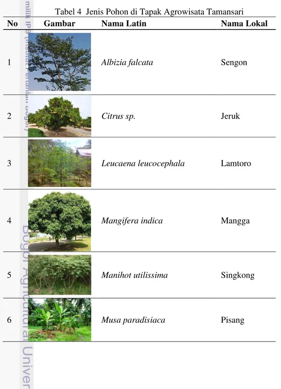 Tabel 4  Jenis Pohon di Tapak Agrowisata Tamansari 