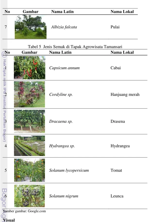 Tabel 5  Jenis Semak di Tapak Agrowisata Tamansari 