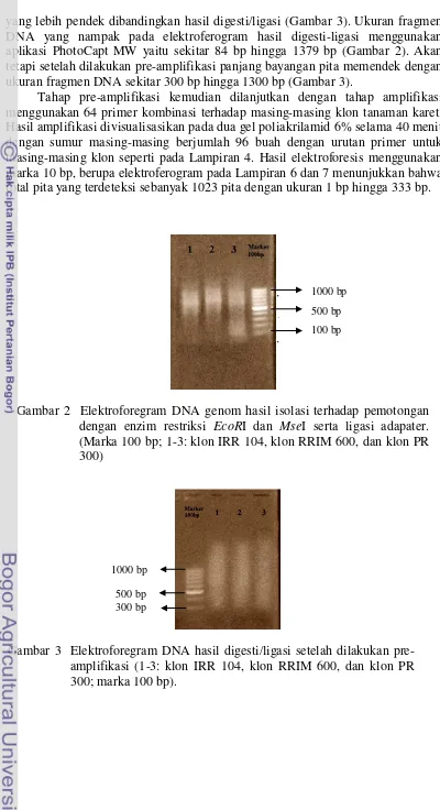 Gambar 2  Elektroforegram DNA genom hasil isolasi terhadap pemotongan 