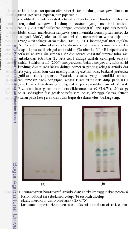 Gambar 1 Kromatogram bioautografi antioksidan; deteksi menggunakan pereaksi   fosfomolibdat (a) sebelum dicelup; (b) sesudah dicelup eluen: kloroform-diklorometana (9.25-0.75) kiri-kanan: piperin-ekstrak etil asetat-ekstrak kloroform-ekstrak etanol 