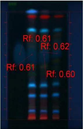 Gambar 2 Kromatogram bioautografi antioksidan di bawah sinar tampak 366 nm 