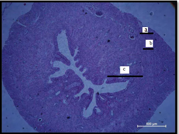 Gambar 8. Mikrograf Uterus Tikus Putih Setelah Mendapat Perlakuan Pemberian Ekstrak Biji Pepaya (40X)
