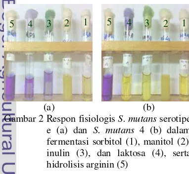 Gambar 2 Respon fisiologis S. mutans serotipe