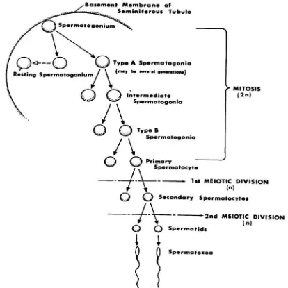 Gambar 8. Proses spermatogenesis pada hewan (McDonald  1980). 