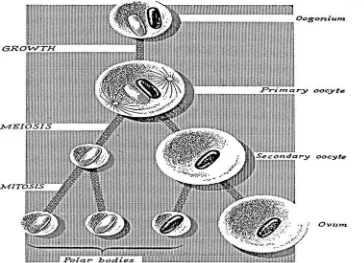 Gambar 10. Tahap oogenesis pada Monodonta lineata dan kontribusi sel-sel folikel pada perkembangan oosit Lamellaria perpicua (Webber 1977)