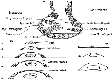 Gambar 11. Pada ovotestis terjadi spermatogenesis dan oogenesis                                  (Barker  2001)