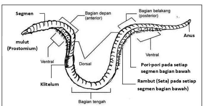 Gambar 1. Struktur Tubuh Cacing Tanah. (Sumber: Rahmat Rukmana, 2008: 16) 