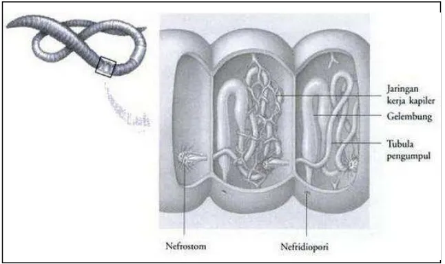 Gambar 5. Sistem Ekskresi Pada Cacing Tanah. (Sumber: Campbell., dkk., 2004: 115) Metanefridium memiliki dua lubang