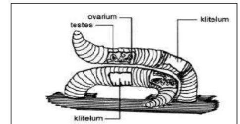 Gambar 6. Sepasang Cacing Pada Posisi Kawin (bertukar spermatozoid).  (Sumber: Rahmat Rukmana, 2008: 20) 