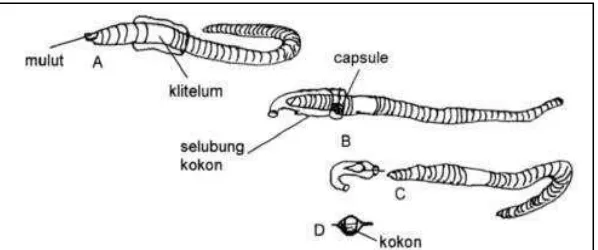 Gambar 7. Proses Pembentukan dan Pelepasan Selubung Kokon.  (Sumber: Rahmat Rukmana, 2008: 21) 