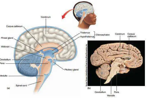Gambar 4. Bagian-bagian Otak Manusia (Solomon, 2008: 876) 