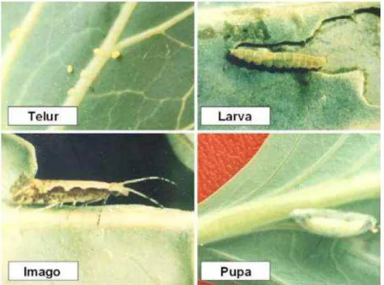 Gambar 5. Siklus Hidup Plutella xylostella Sumber: Tonny K. Moekasan; Sistrosiswojo, dkk (2005: 9) 