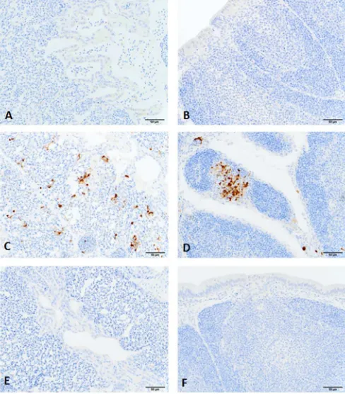 FIG 4 Immunohistochemical staining of microscopic lung and bursa of Fab-ricius sections from chickens infected with H5N1 virus at 4 days postinfection.No positive immunohistochemical reaction was seen in lung and bursa ofFabricius sections of control chick
