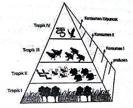 Gambar 1. Piramida makanan (Sumber: I Gusti Ayu, 2014) 