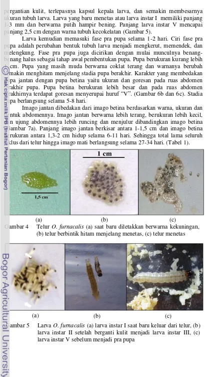 Gambar 5  Larva O. furnacalis (a) larva instar I saat baru keluar dari telur, (b) 