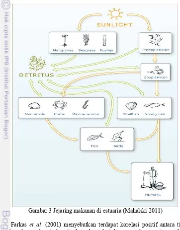 Gambar 3 Jejaring makanan di estuaria (Mahalski 2011) 