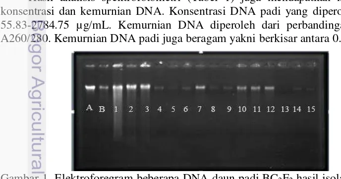 Gambar 1  Elektroforegram beberapa DNA daun padi BC2F2 hasil isolasi. A= tetua 