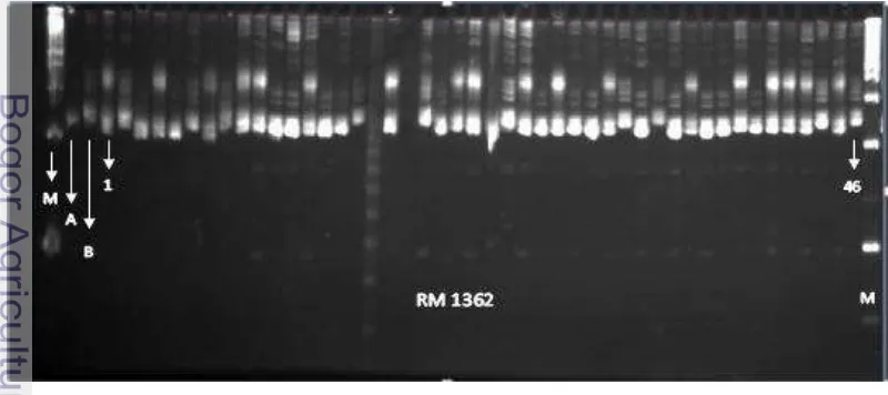 Tabel 1  Pengukuran konsentrasi dan kemurnian DNA padi BC2F2 