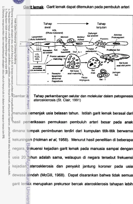 Gambar 2. Tahap perkembangan selular dan molekular dalam patogenesis 