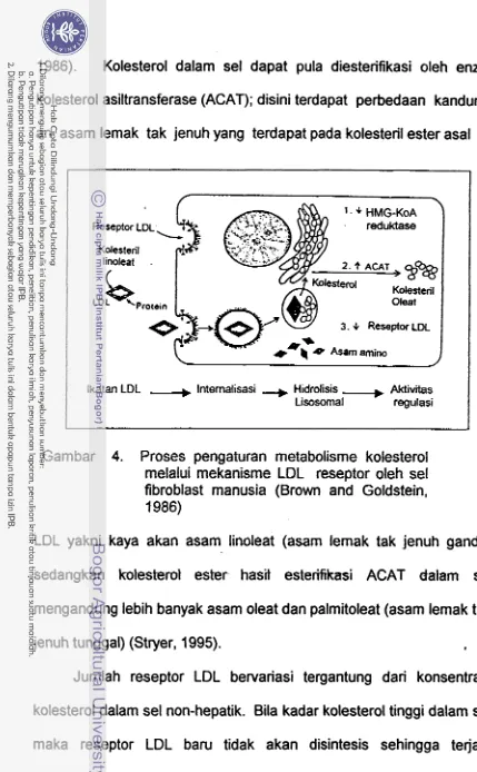 Gambar 4. Proses pengaturan rnetabolisme kolesterol 