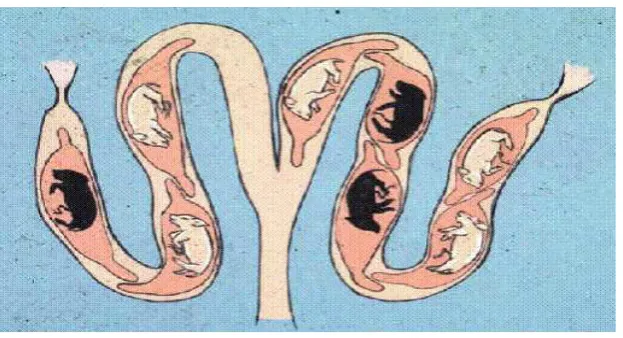 Gambar 1. Petus Babi di Uterus. 