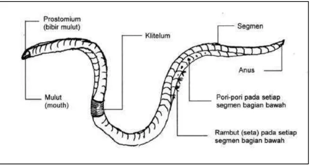Gambar 1. Struktur Tubuh Cacing Tanah 