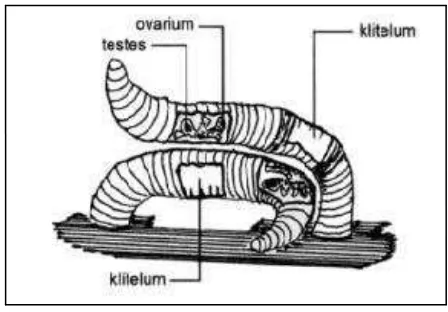 Gambar 4. Sepasang Cacing pada Posisi Kawin (Rukmana, 1999: 20) 