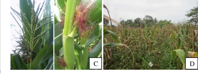 Gambar 2  Fase pertumbuhan tanaman jagung (A) fase pertumbuhan awal, saat 