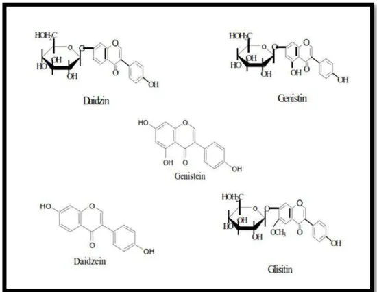 Gambar 2. Struktur Kimia Daidzin, Daidzein, Genistin, Genistein dan Glysitin(Hagiwara, dkk, 2010) 