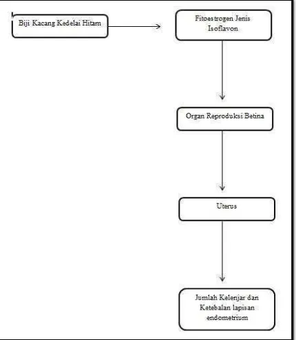 Gambar 7. Bagan Kerangka Berpikir Pengaruh Fitoestrogen terhadap Uterus 