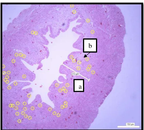 Gambar 8. Mikrograf Endometrium Tikus Putih Setelah Mendapat Perlakuan  Pemberian Ekstrak Kacang Kedelai Hitam (HE, Perbesaran Lensa Objektif 4X)