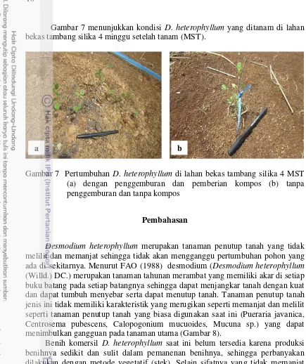 Gambar 7 menunjukkan kondisi D. heterophyllum yang ditanam di lahan 