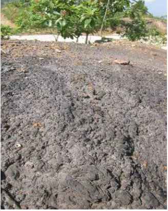 Gambar 9  Indikasi tanah toksik di sekitar petak penelitian 
