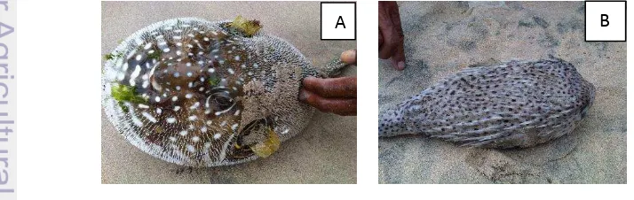 Gambar 2  Ikan buntal Arothron hispidus (A), ikan buntal Diodon hystrix (B) 
