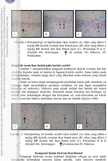Gambar 4 Histopatologi sel hipokampus tikus kontrol (A); tikus yang diberi 4 