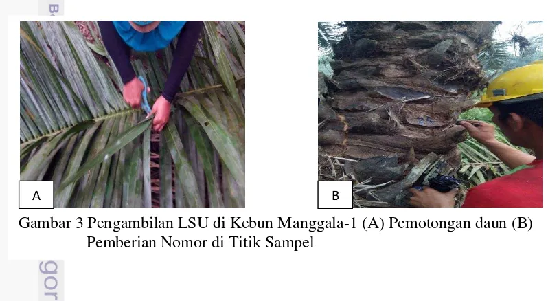 Gambar 3 Pengambilan LSU di Kebun Manggala-1 (A) Pemotongan daun (B) 