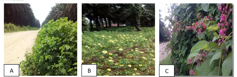 Gambar 5 Beneficial plant kebun Manggala-1 (A) Casia cobasinensis, (B) 