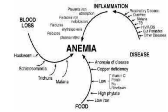 Gambar 3  Faktor-faktor eksogenus  yang menyebabkan  anemia (Trurnham 2007) 