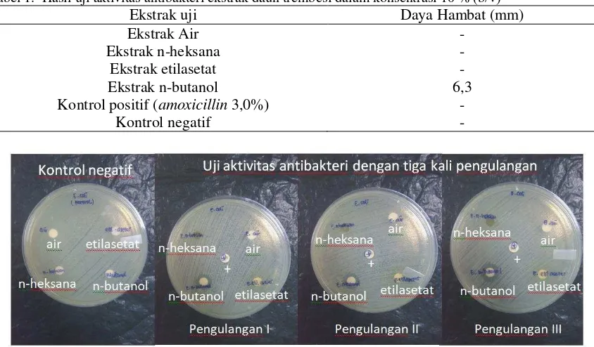 Tabel 1.  Hasil uji aktivitas antibakteri ekstrak daun trembesi dalam konsentrasi 10 % (b/v) 