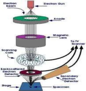 Gambar 2.8 Skema Scanning Elektron Microscope (SEM) (Triwibowo, 2011)