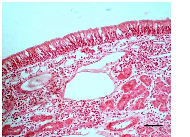 Gambar 1 Rongga sinus paranasal kelompok kontrol (K). Silia dan epitel 