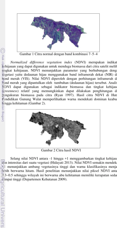 Gambar 2 Citra hasil NDVI 