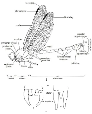 Gambar 1: Topografi Capung Dewasa: Kenampakan Lateral famili Gomphidae (Sumber: Michael