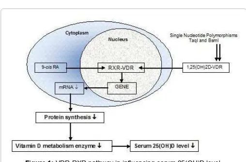 Figure 1: VDR-RXR pathway in inluencing serum 25(OH)D level.